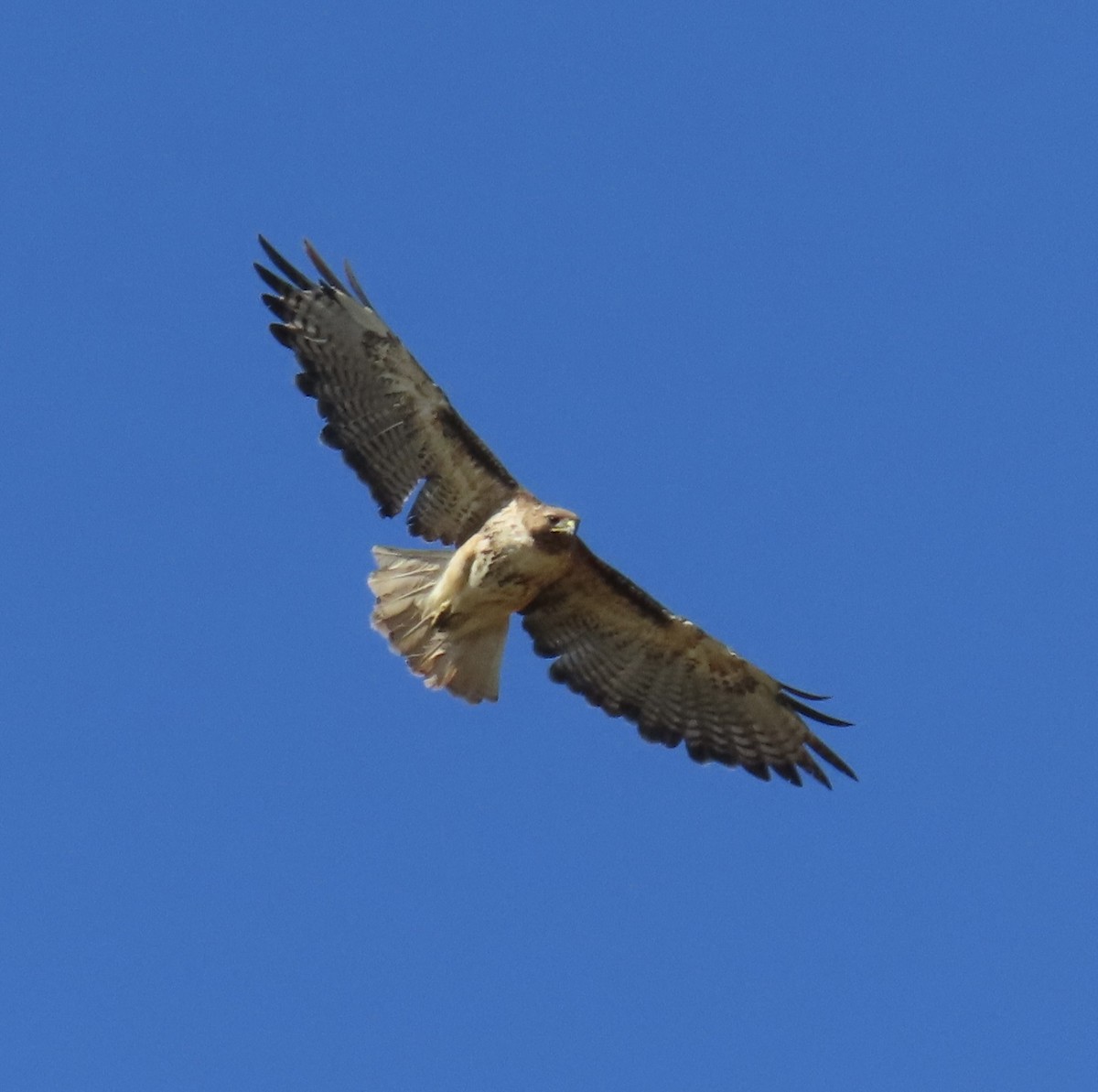 Red-tailed Hawk - ML620710417