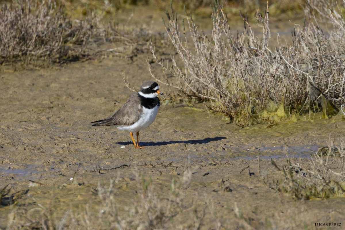 Common Ringed Plover - ML620710419