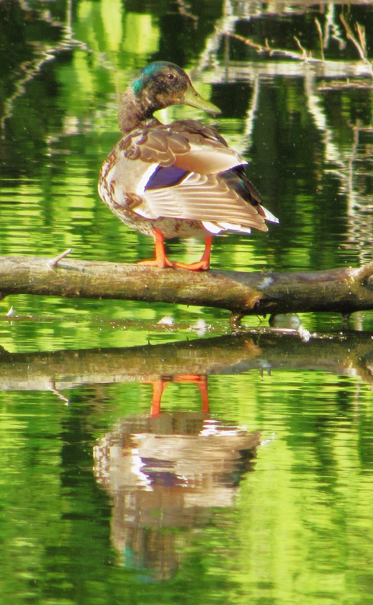 Canard colvert - ML620710420