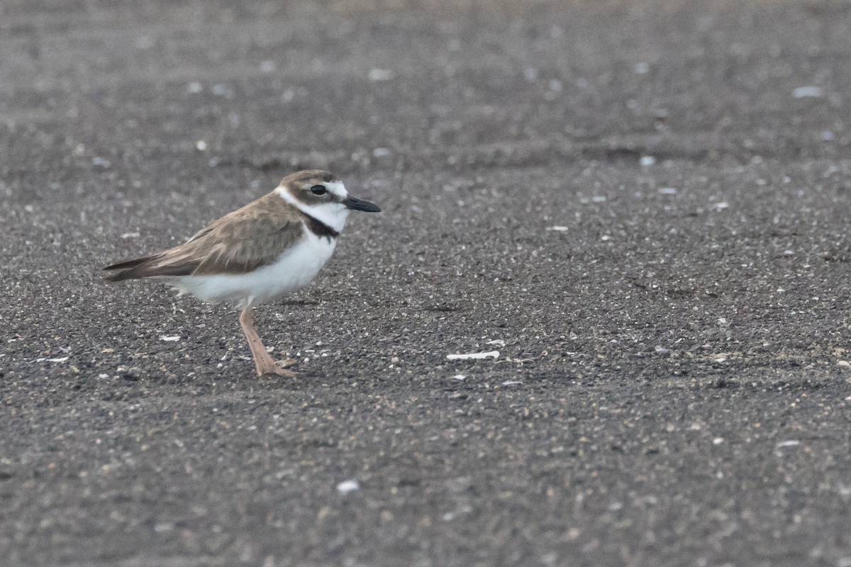 Wilson's Plover - ML620710422