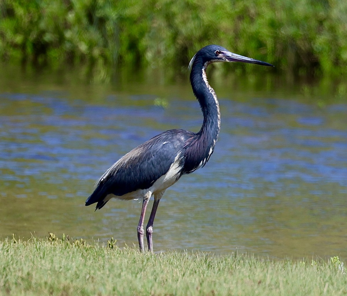 Tricolored Heron - ML620710424