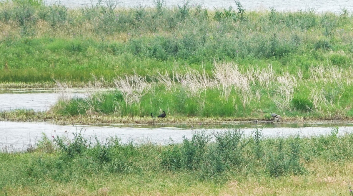 White-faced Ibis - ML620710426