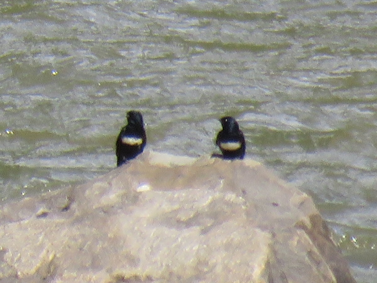 Golondrina Fajiblanca - ML620710427