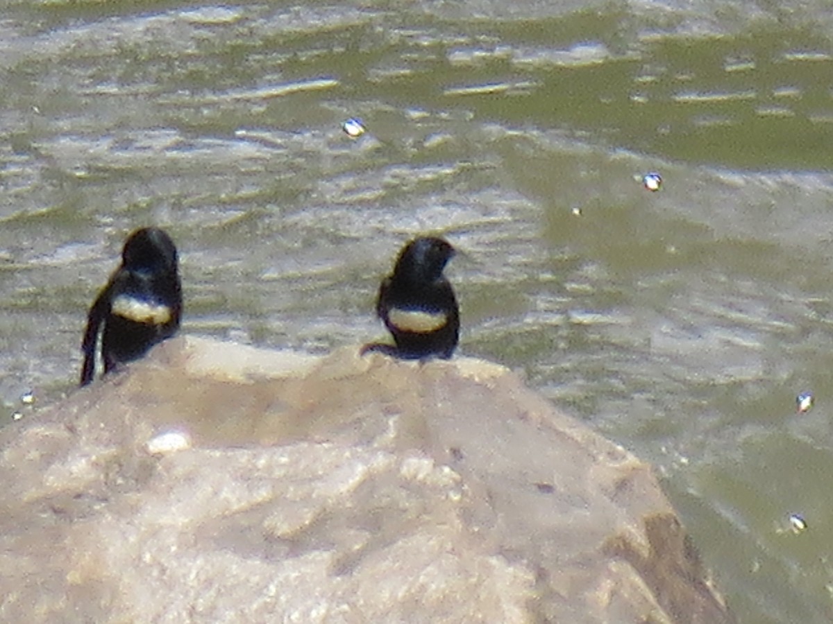 White-banded Swallow - ML620710428