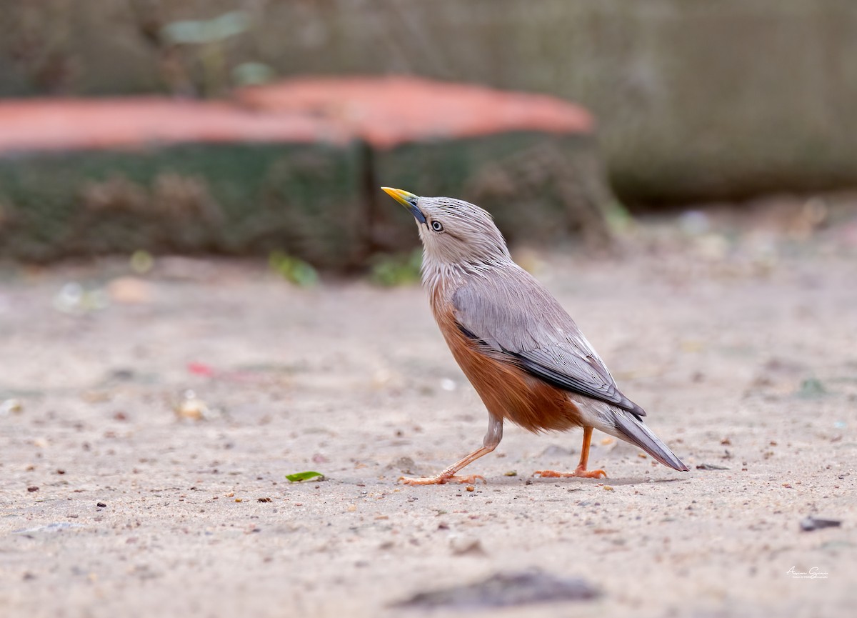 Chestnut-tailed Starling - ML620710435