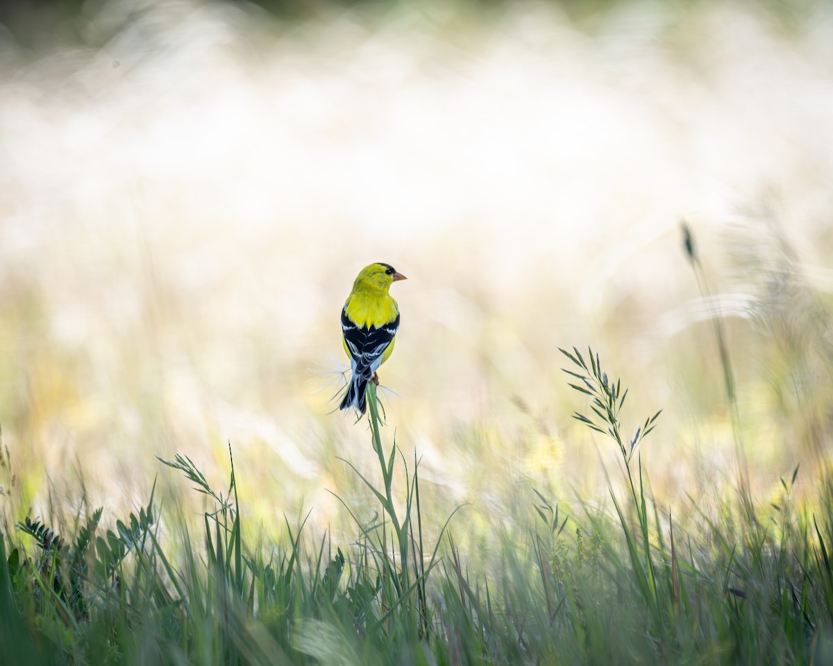 Chardonneret jaune - ML620710438