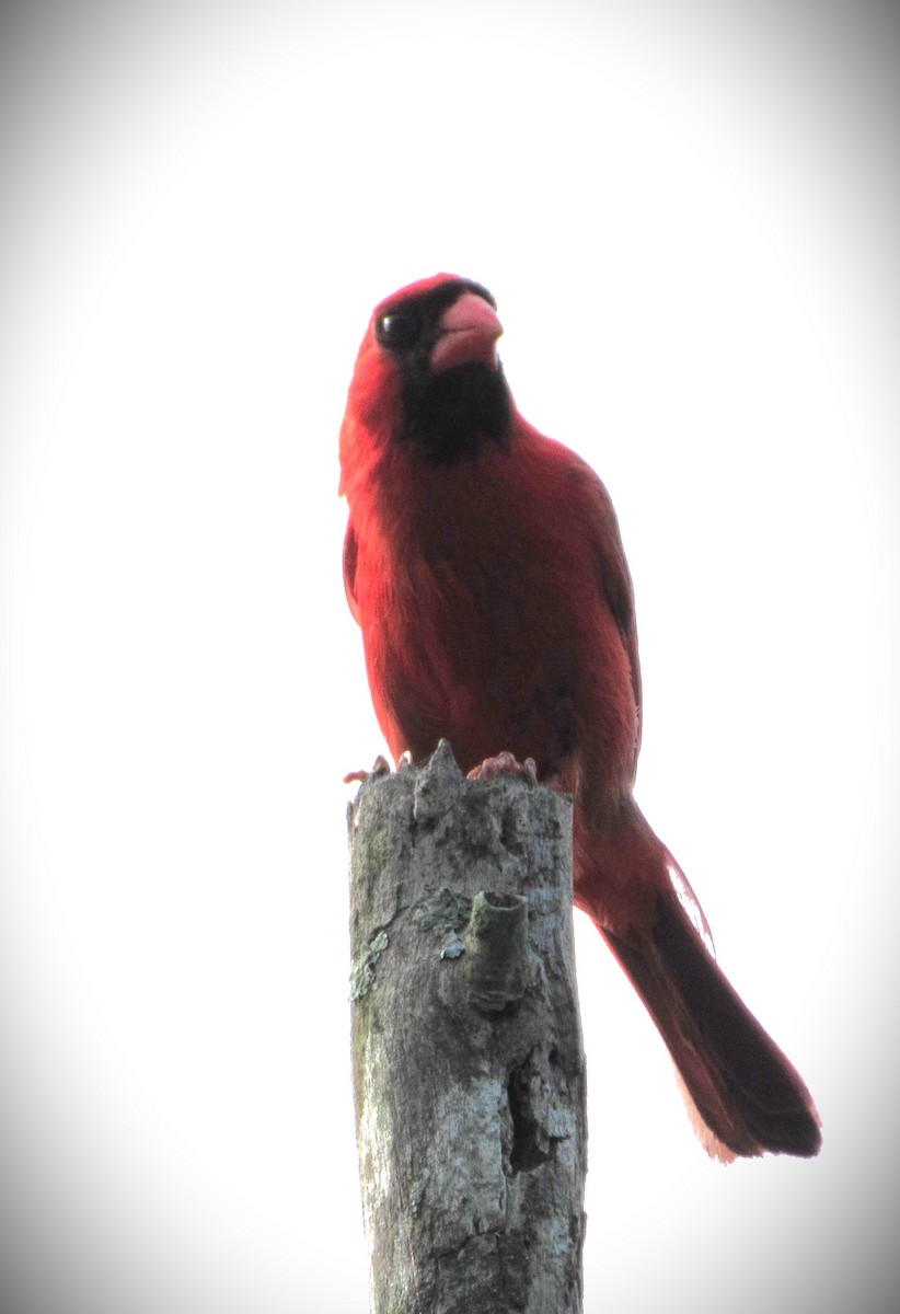 Cardinal rouge - ML620710439