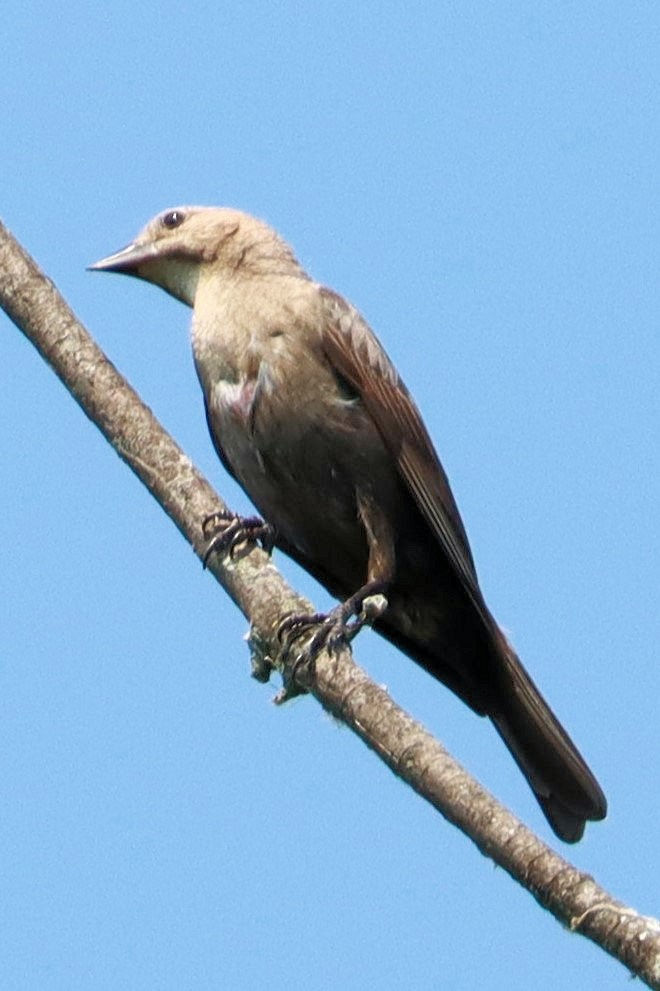 Brown-headed Cowbird - ML620710447