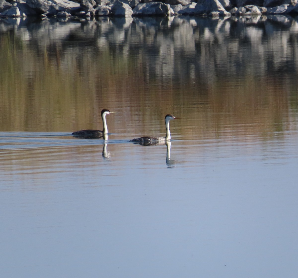 Clark's Grebe - ML620710455