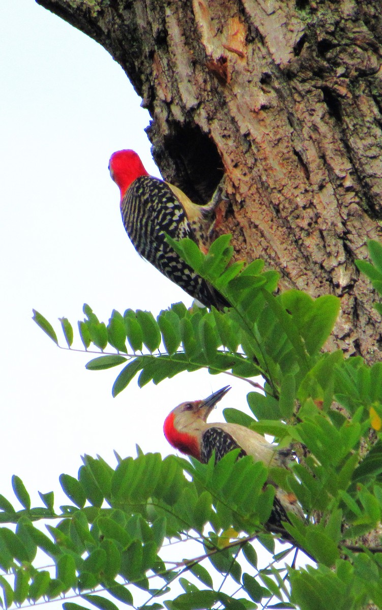 Red-bellied Woodpecker - ML620710457