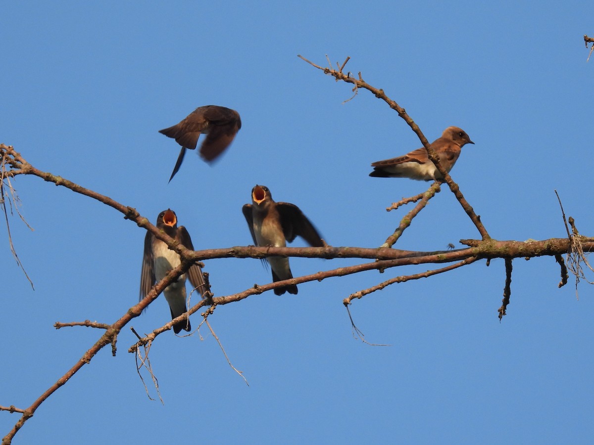 Northern Rough-winged Swallow - ML620710459