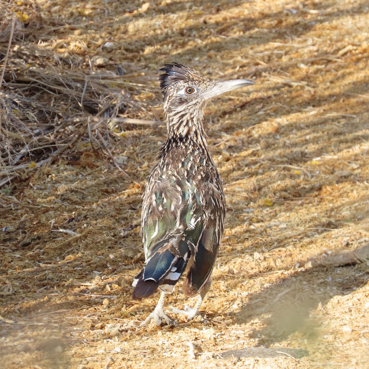 Greater Roadrunner - ML620710460