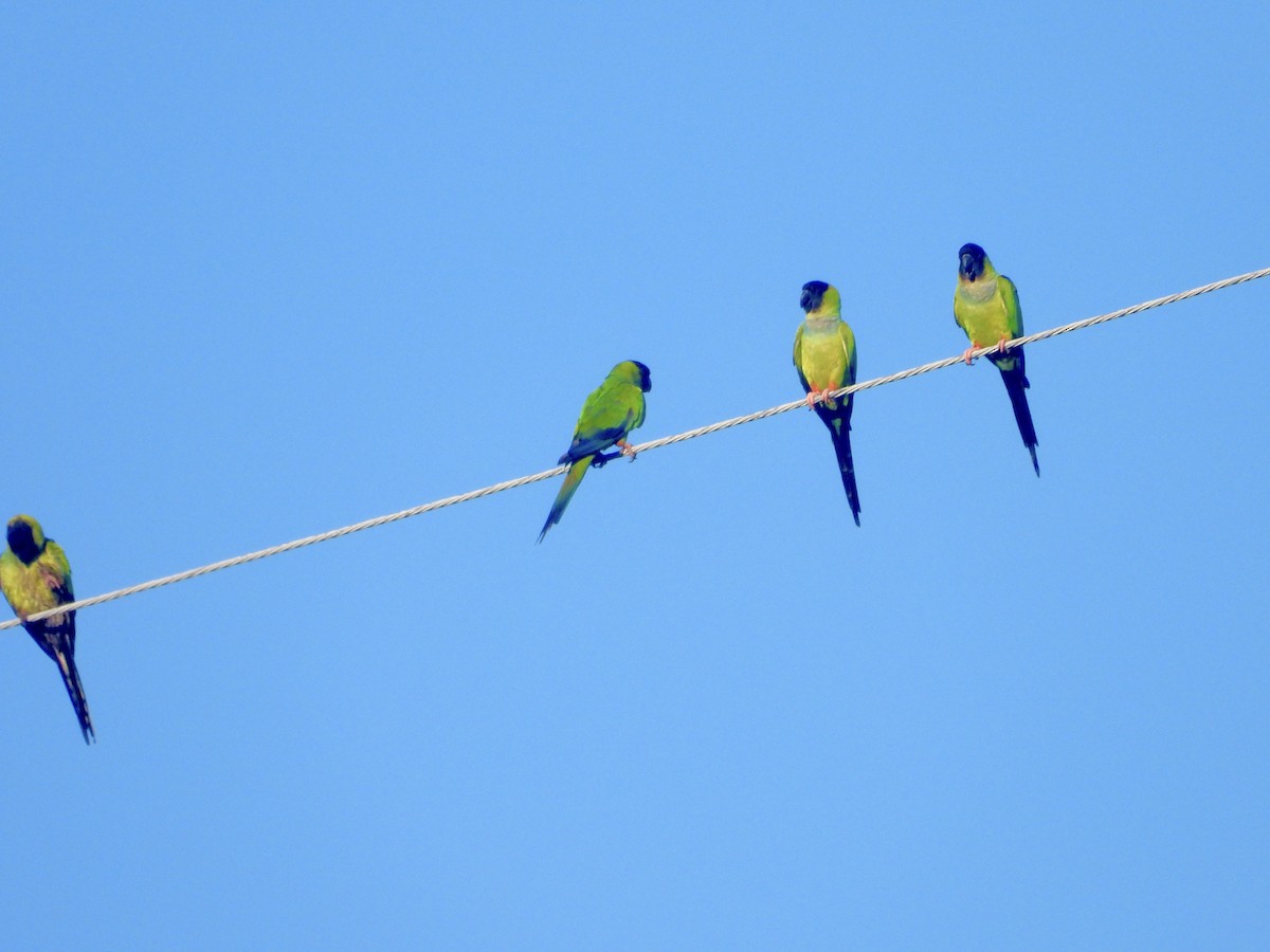 Nanday Parakeet - ML620710464