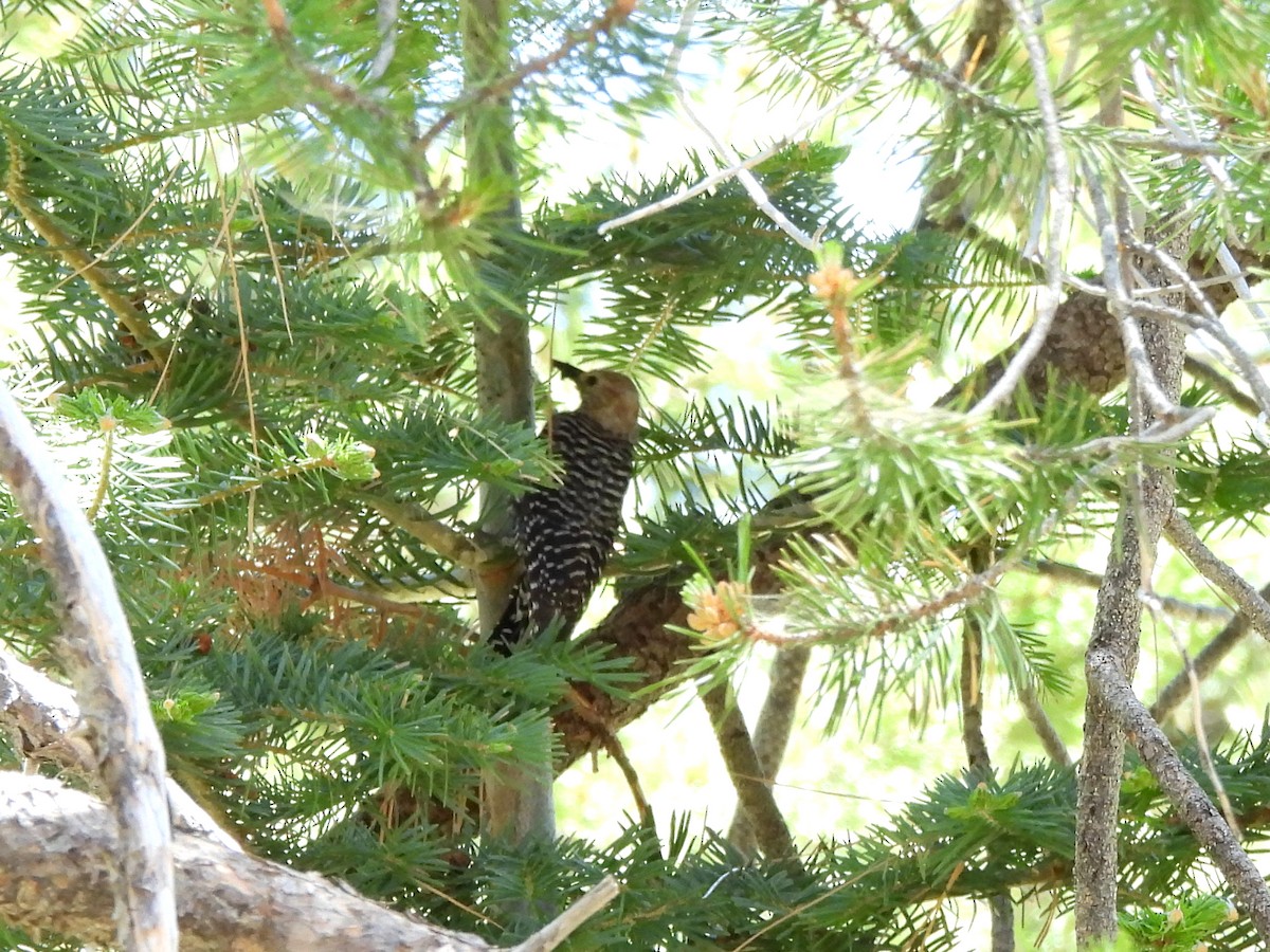 Williamson's Sapsucker - ML620710469