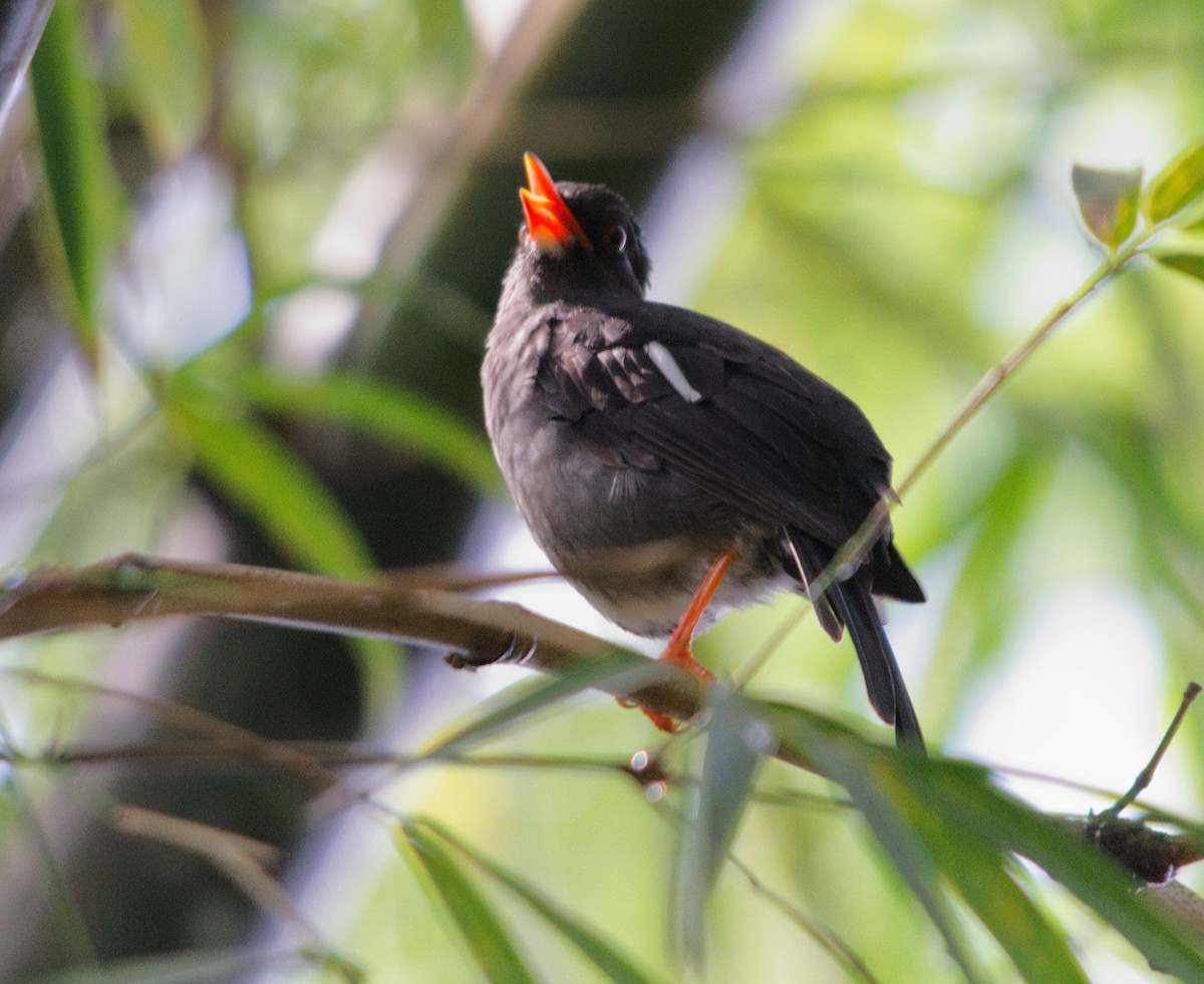 White-chinned Thrush - ML620710470