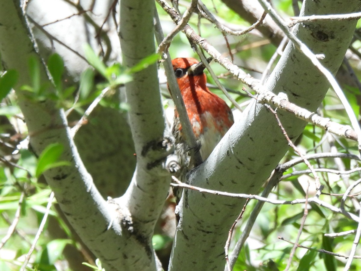 Red-breasted Sapsucker - ML620710474