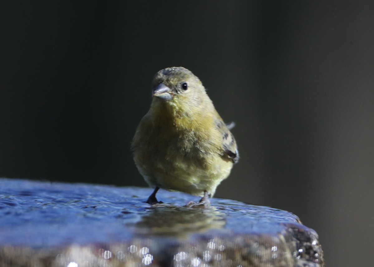 Lesser Goldfinch - ML620710476