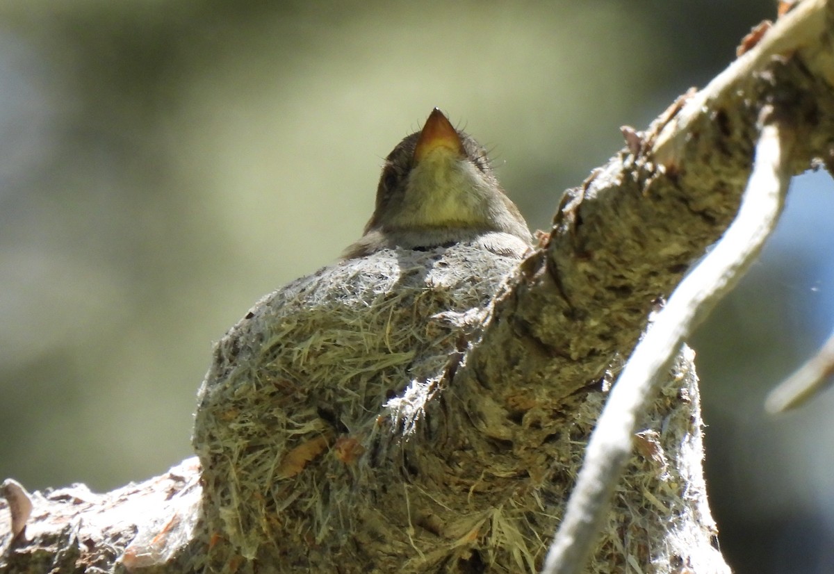 Western Wood-Pewee - ML620710477