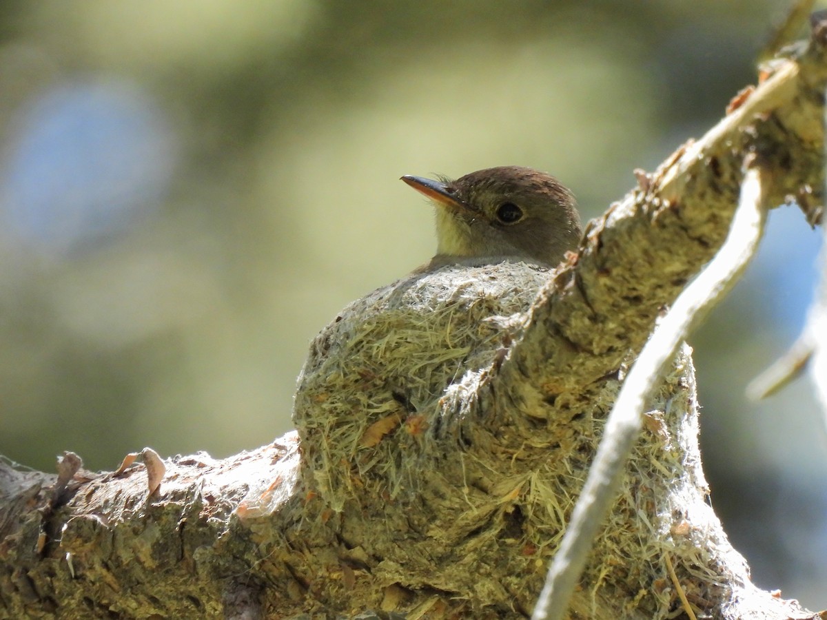 Western Wood-Pewee - ML620710478