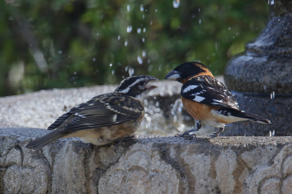 Black-headed Grosbeak - ML620710479