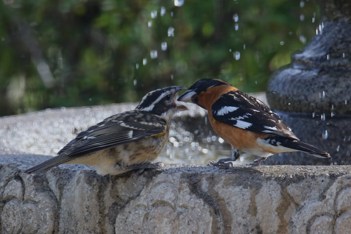 Black-headed Grosbeak - ML620710480