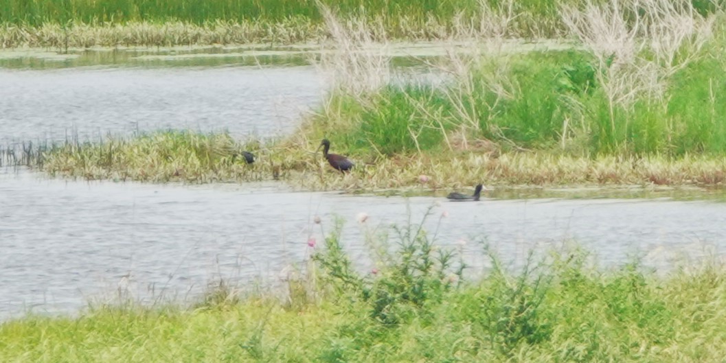 White-faced Ibis - ML620710481