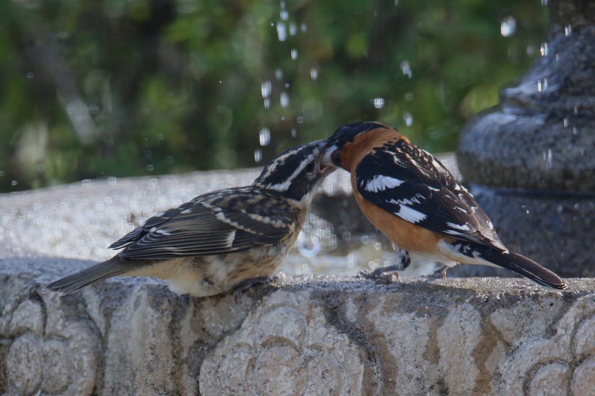 Black-headed Grosbeak - ML620710483