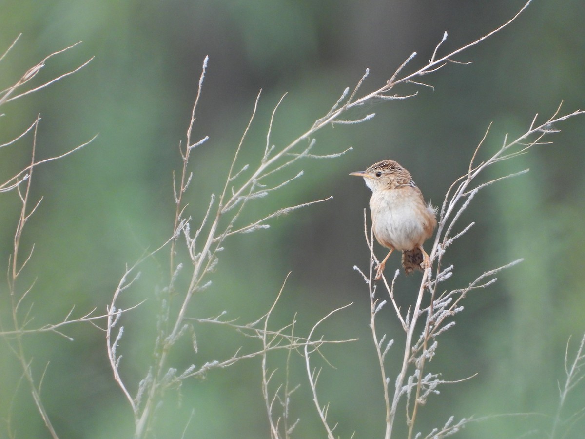 Grass Wren (Northern) - ML620710484