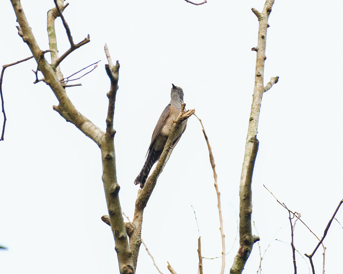 Plaintive Cuckoo - ML620710485