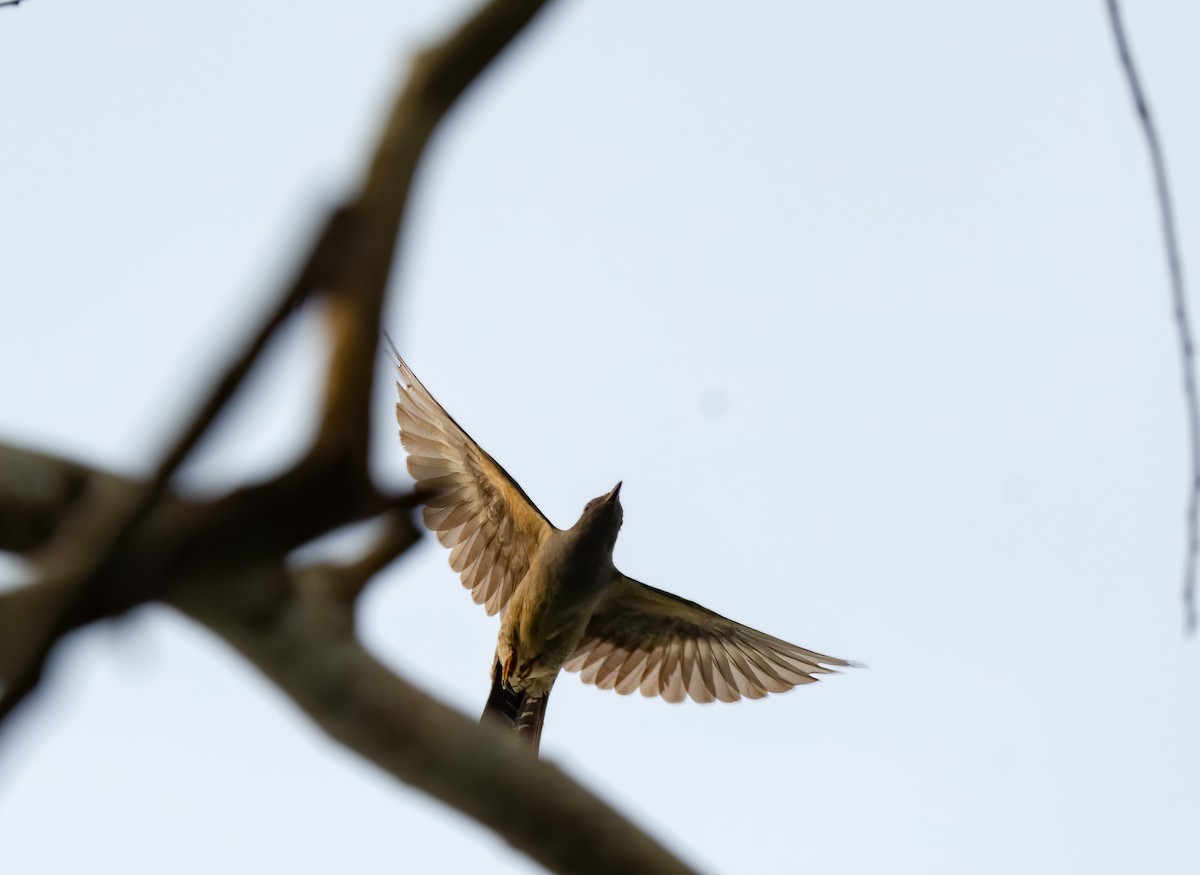 Plaintive Cuckoo - ML620710486