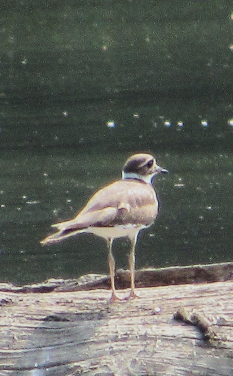 Killdeer - ML620710491