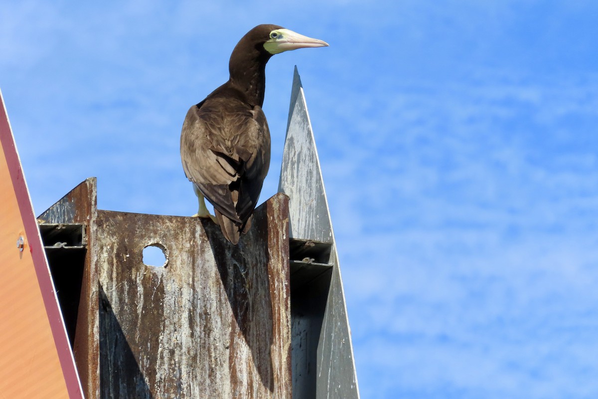 Brown Booby - ML620710493