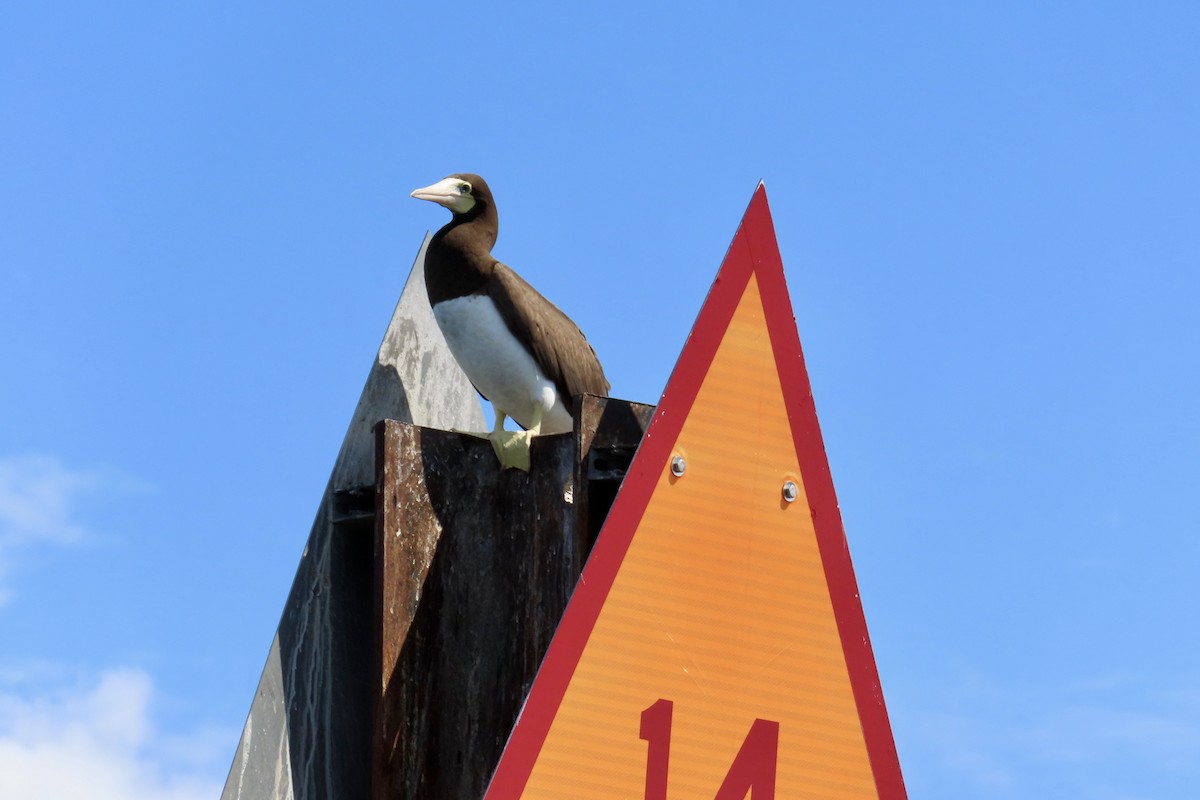 Brown Booby - Matt Johnson