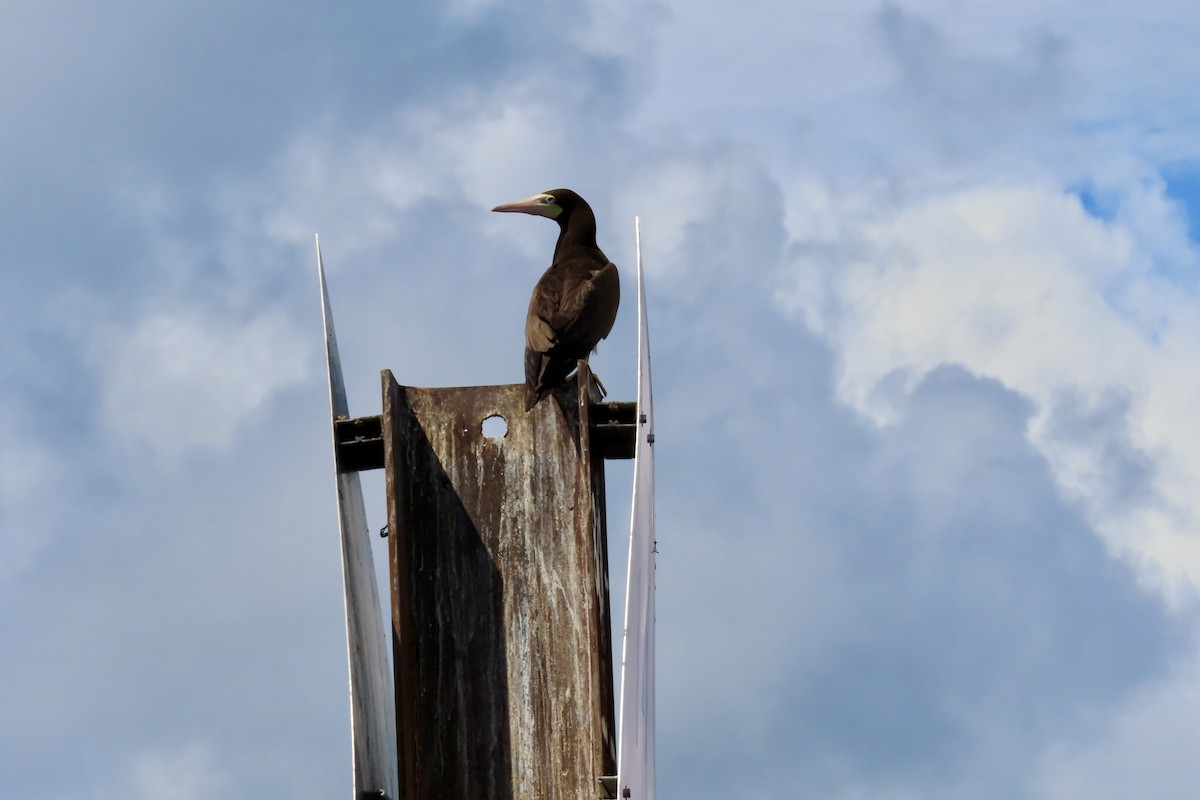 Brown Booby - ML620710495