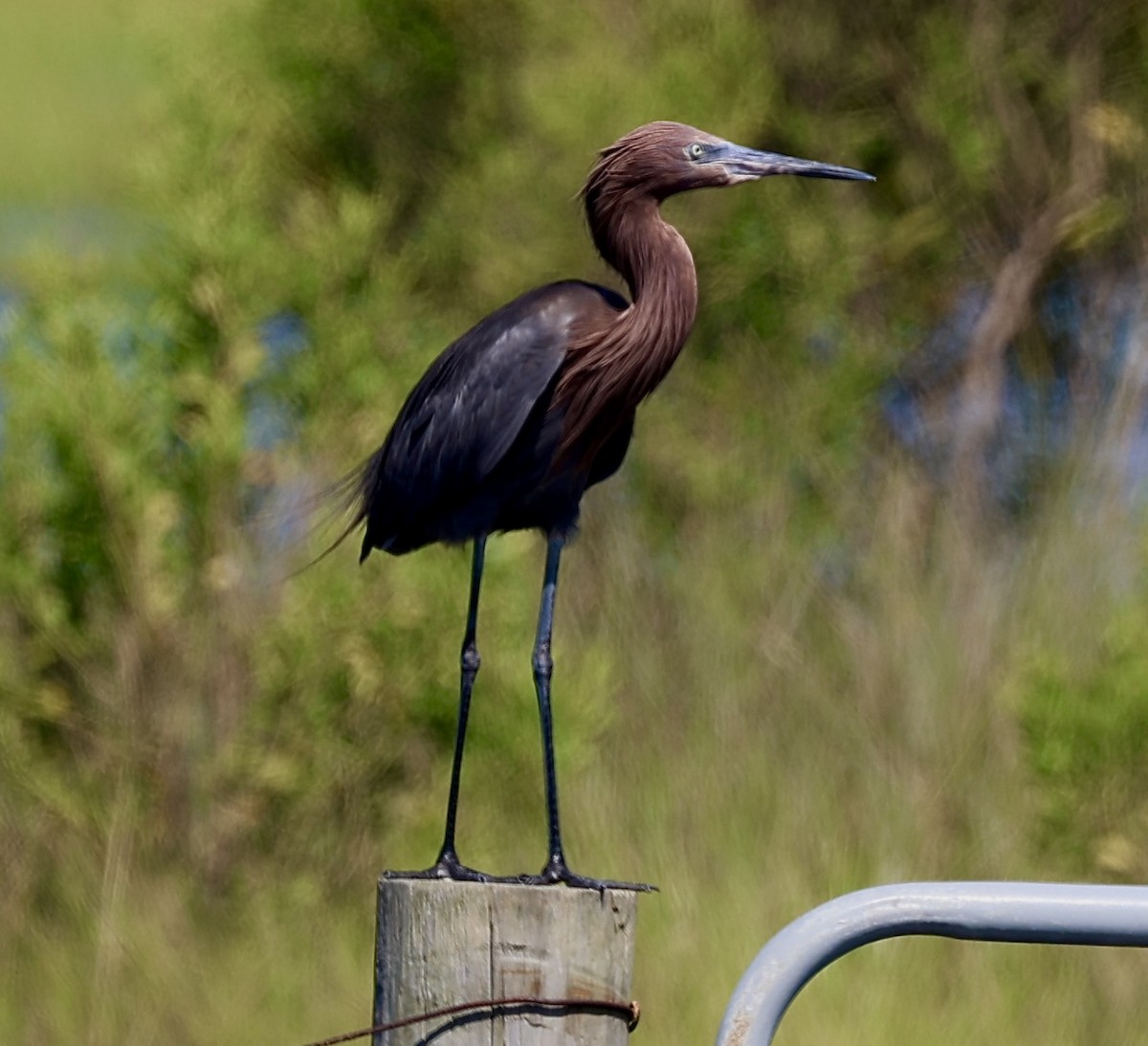 Reddish Egret - Dean Silvers