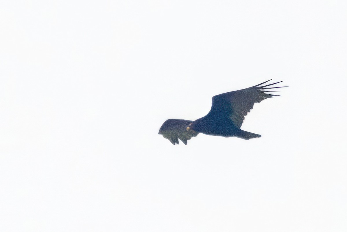 Turkey Vulture - ML620710497