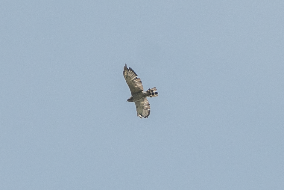 Broad-winged Hawk - ML620710498