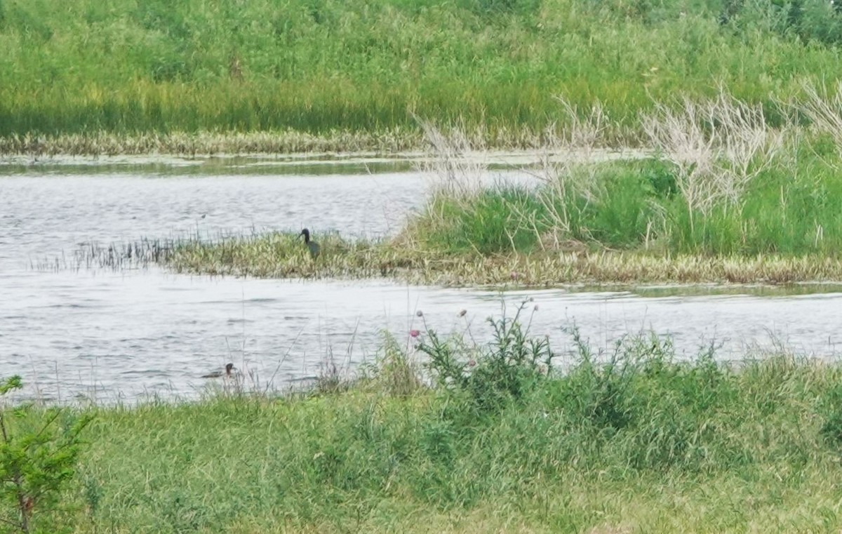 White-faced Ibis - ML620710499