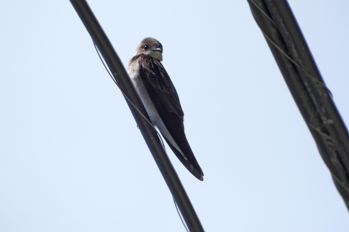 Northern Rough-winged Swallow - ML620710500