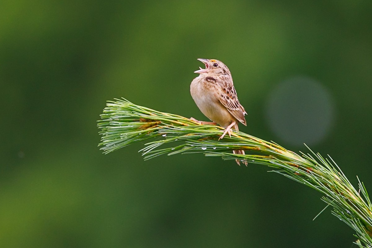 Grasshopper Sparrow - ML620710501