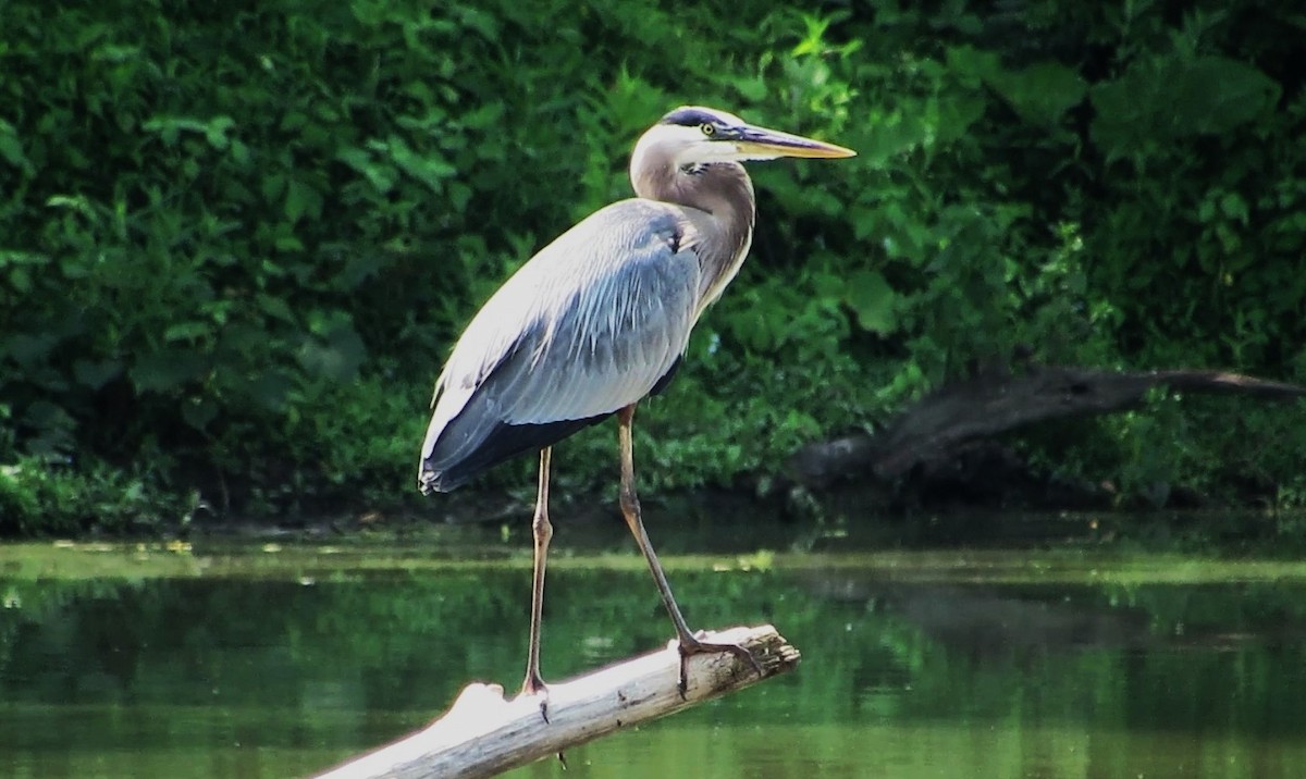 Great Blue Heron - ML620710503