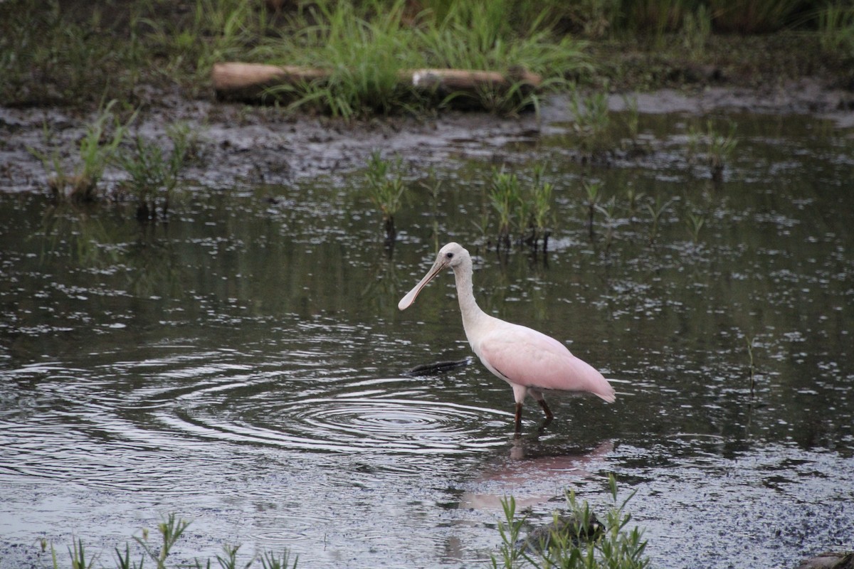 Roseate Spoonbill - ML620710504