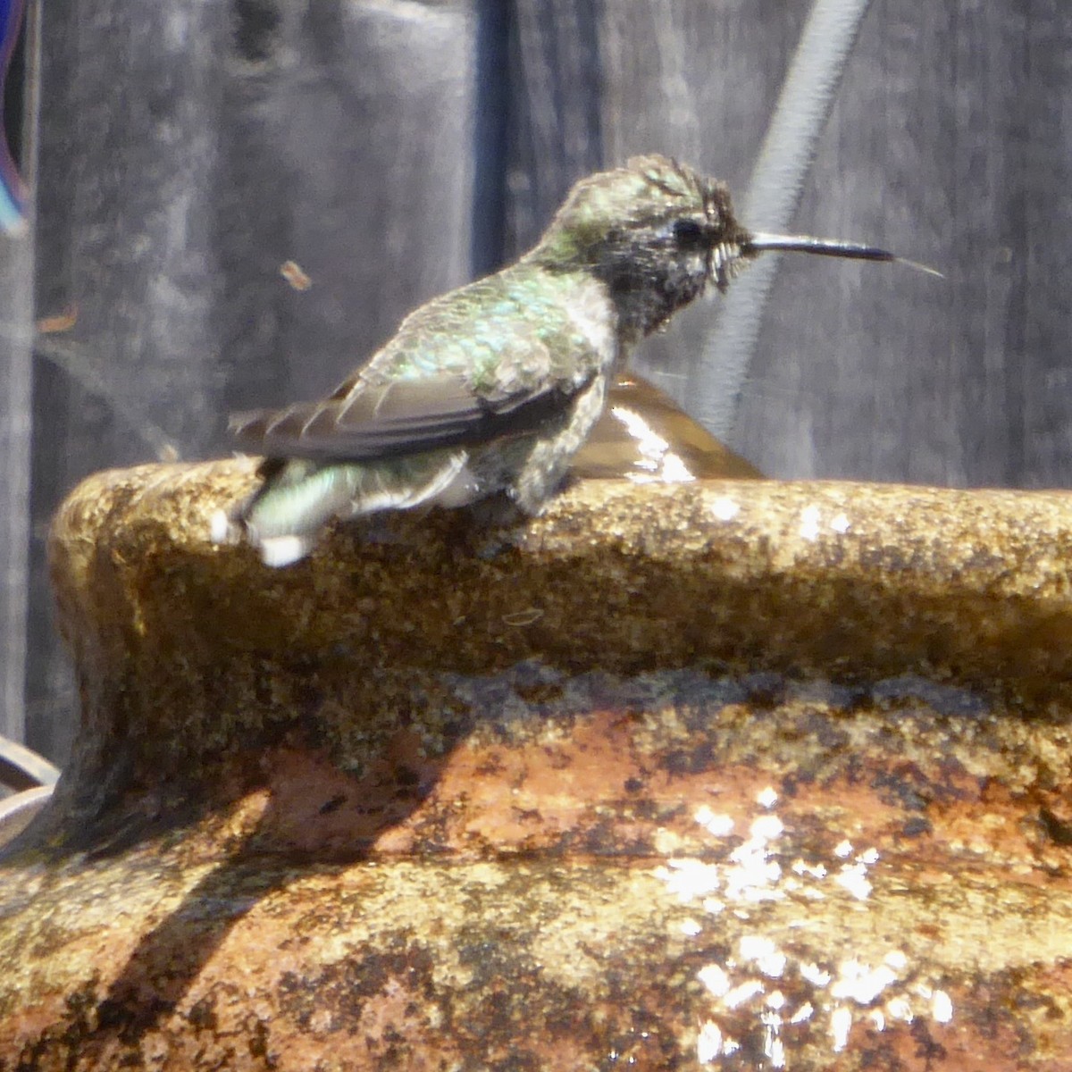 Anna's Hummingbird - ML620710507