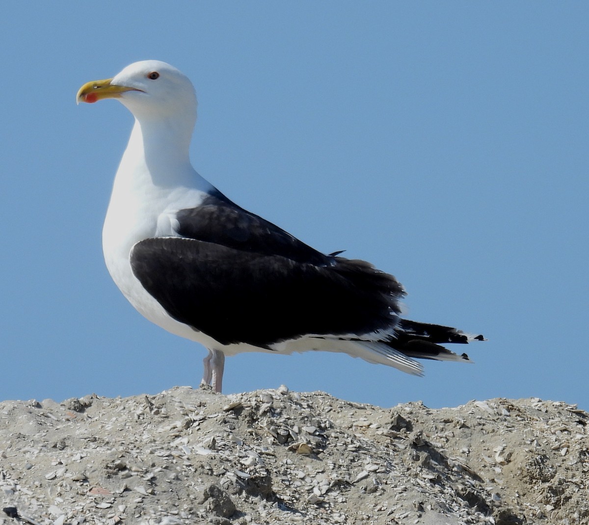 Great Black-backed Gull - ML620710509