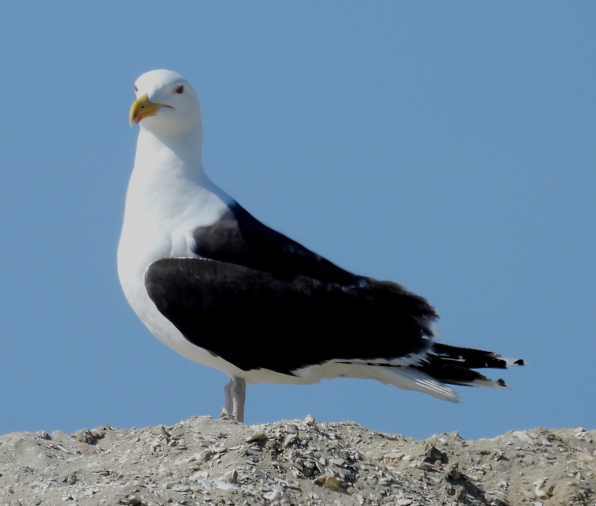 Great Black-backed Gull - ML620710510