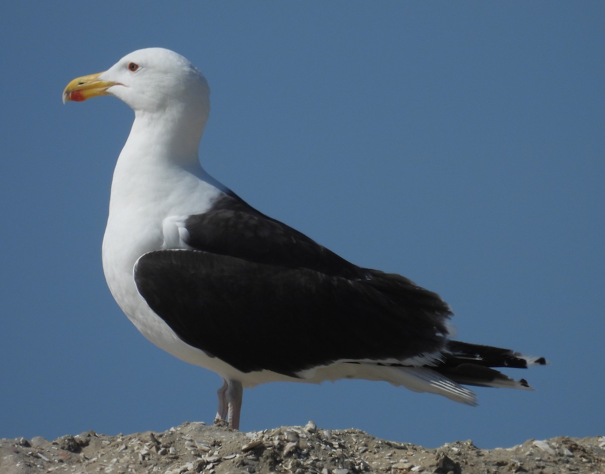 Great Black-backed Gull - ML620710513