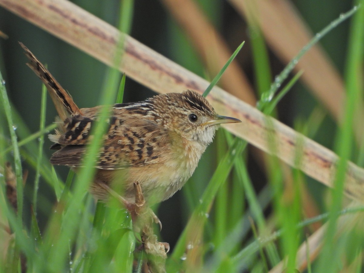 Grass Wren (Northern) - ML620710520