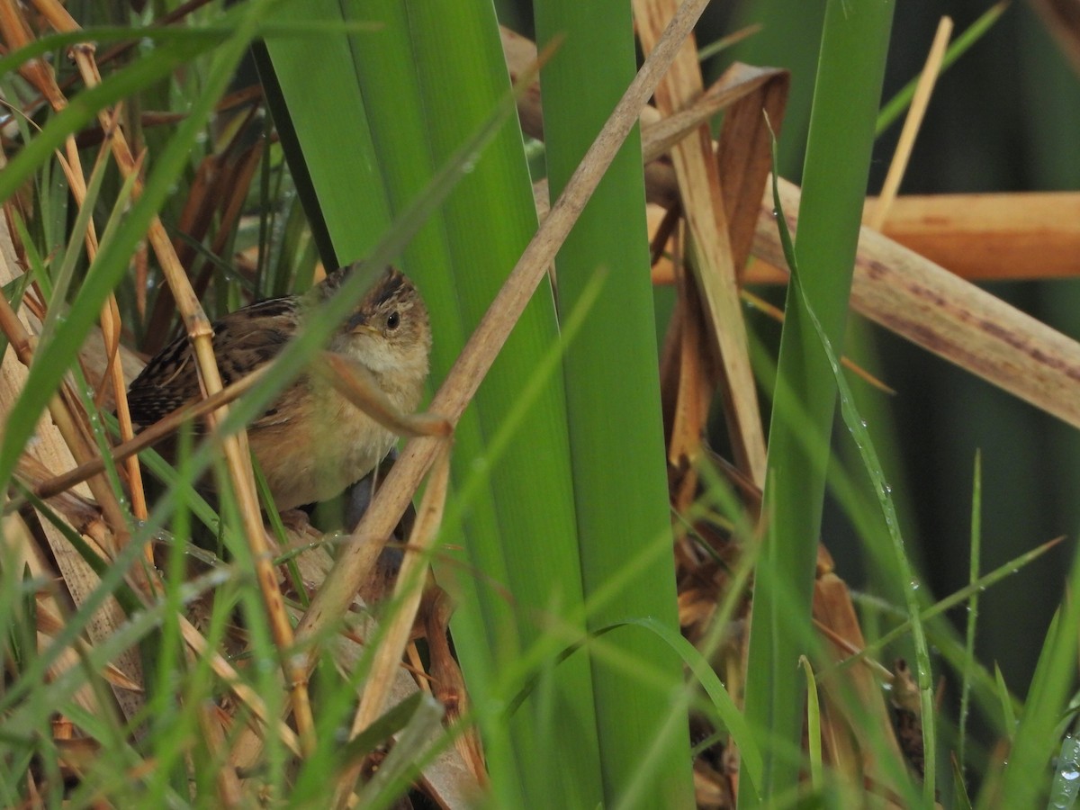 Grass Wren (Northern) - ML620710521