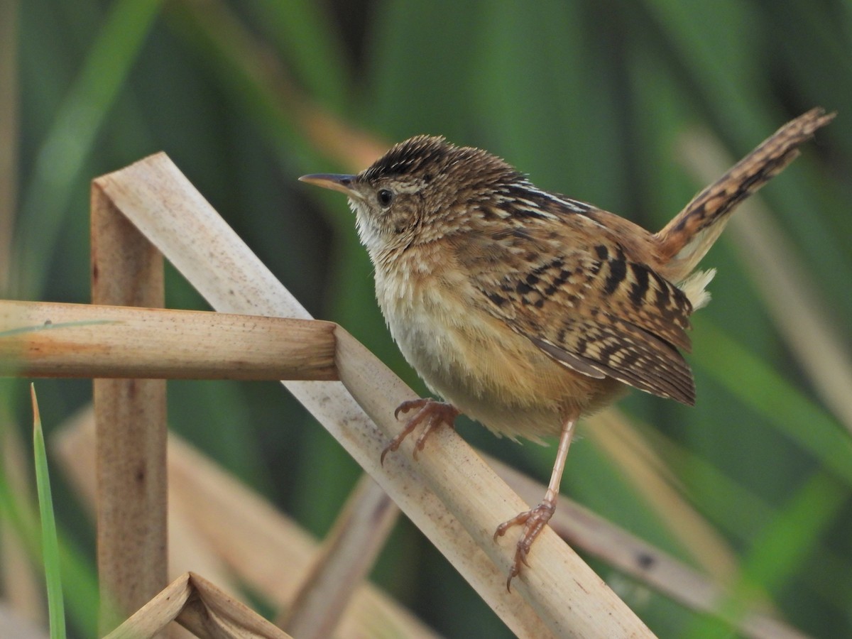 Grass Wren (Northern) - ML620710522