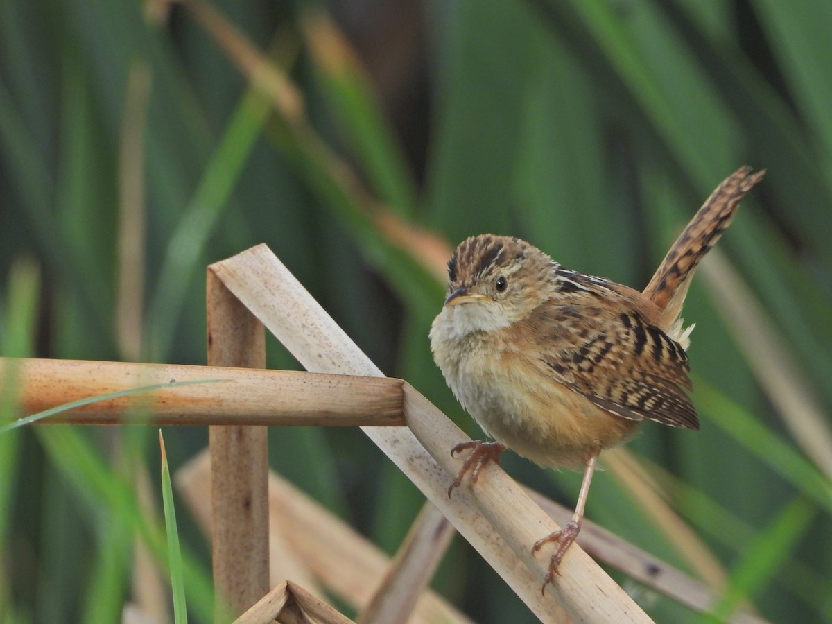 Grass Wren (Northern) - ML620710523